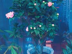 -秦美花卉(天朗·莱茵小城2期店)