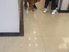 -瑞鹏宠物医院(大运分院)