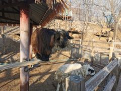 -北京鹿世界主题园