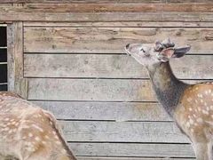 -安德鲁户外烧烤帐篷营地(马泉营店)