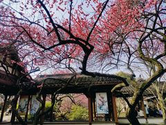 -杭州植物园