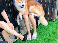 -汪说喵讲宠物乐园宠物酒店(红星美凯龙店)