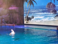 -芜湖新华联大白鲸海洋公园