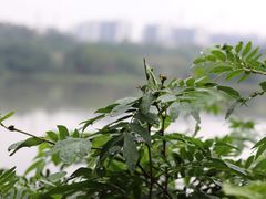 -广东花都湖国家湿地公园