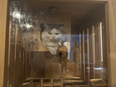 -Mr.Fox狐狸先生超级密室(南山店)