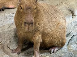 点击看大图 -Zoolung Zoolung动物主题公园(海信广场店)