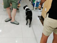 -瑞鹏宠物医院·夜间急症·心超·猫科(祖庙分店)