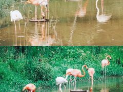 -杭州野生动物世界