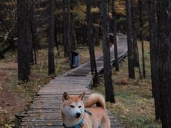 -苏木山森林公园