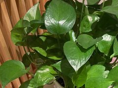 -龍二烧肉酒场(九亭店)