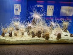 -上海海洋水族馆