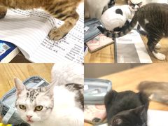 -有喵·猫咖·狗咖·30几只猫10只小狗(岗厦店)