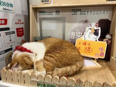 -爱侣·安琦尔宠物医院·中兽医针灸·心内科·狂犬免疫点(宝山区院)
