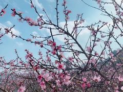 -炎帝陵景区