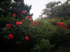 -西苑公园