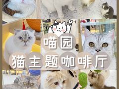 -喵园·猫主题咖啡厅·撸猫·猫咖(国贸店)