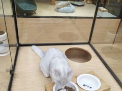 -袖虎猫馆(十亩地店)