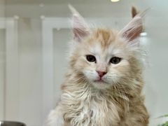 -青奢宠物·青奢猫舍