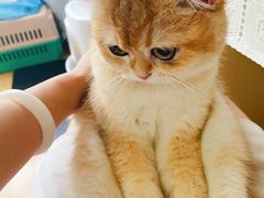 -东方名猫馆·英短金渐层布偶猫舍(环线广场1号楼店)