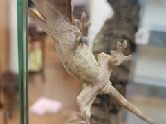 -酷以爬仙阁实体爬宠店·守宫·蜥蜴·专业繁育