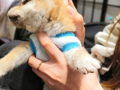 -逗柴咖啡屋·狗咖猫咖宠物桌游