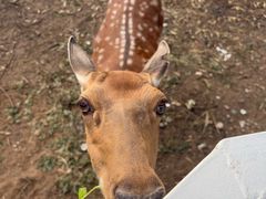 -丽泽山庄·生态怀柔菜·虹鳟鱼(红螺寺店)