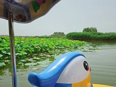 -白洋淀风景区