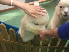 -藦茜花园宠物主题亲子互动体验馆(国顺东路店)