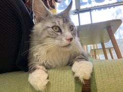-猫在这儿猫咪咖啡馆·撸猫馆