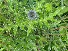 -白草畔自然风景区