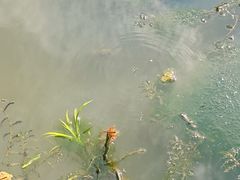 -同里国家湿地公园