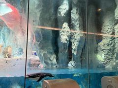 -帝企鹅自助餐厅•儿童岛•真企鹅(长隆企鹅酒店)