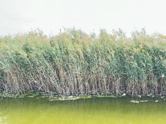-南大港湿地风景区