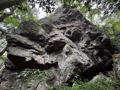-天目山大树王景区
