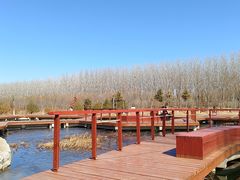 -东郊湿地公园