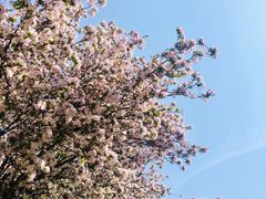 -桃花堤公园