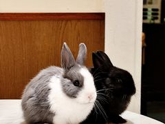 -大象厨房(重庆道店)