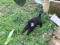 -铁山坪森林公园