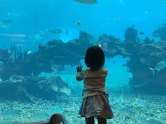 -海棠湾洲际-涛·海底餐厅·美人鱼·自助餐·海底隧道