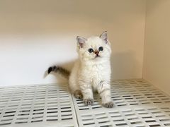 -lincat·猫舍(广州店)