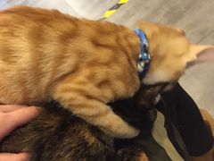 -PETKIT小佩宠物(古北店)