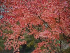 -花开海上生态园