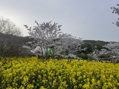 -苏州上方山国家森林公园