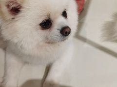 -怪兽屋·羊驼·猫咖·狗咖(俊华广场店)