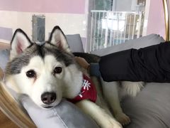 -Husky Go! 哈士奇体验馆·宠物咖啡厅狗咖