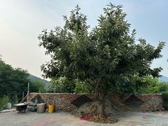 -梨木台悦来客农家院