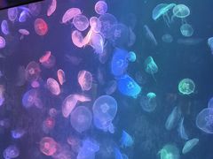 -烟台海昌鲸鲨海洋公园