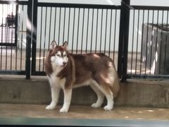 -TrueLove @ Neverland (Husky Cafe)