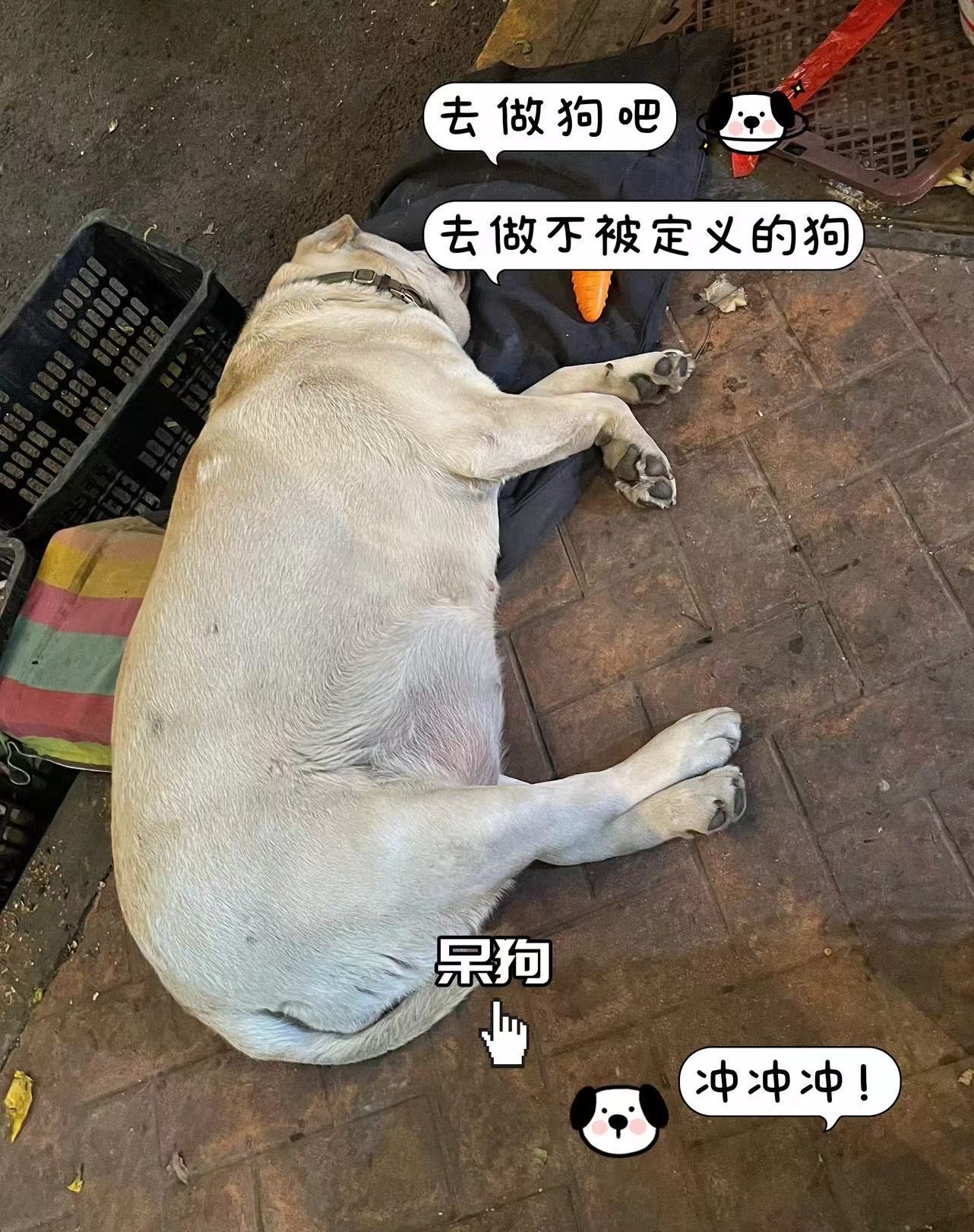 那当一只小猫小狗也没什么不好
#天天领红包#城市动物居民图鉴 #0元