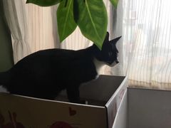-猫猫幼稚园·撸猫·桌游·电玩